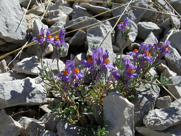 Linaria alpina